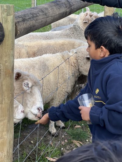 A boy feeding a sheep through a fence